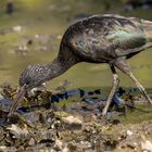 Ibis Falcinelle