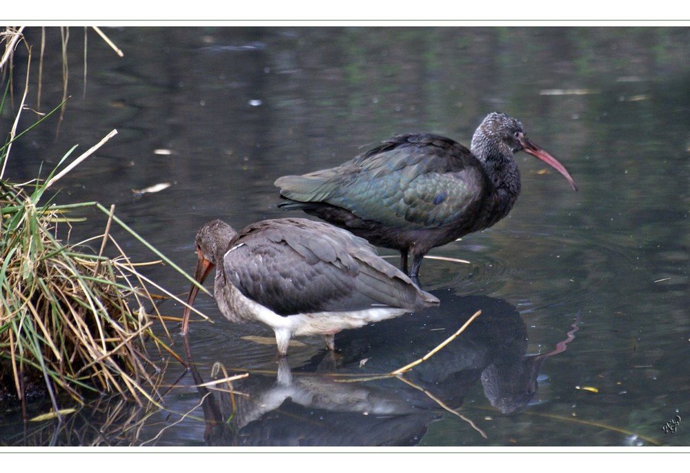 Ibis  falcinelle (je pense)