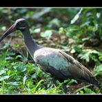 Ibis hadada - Bostrychia hagedash