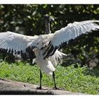 Ibis im Abflug begriffen