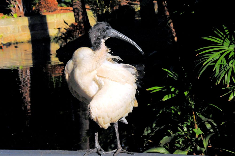 Ibis im Botanischen Garten in Syney