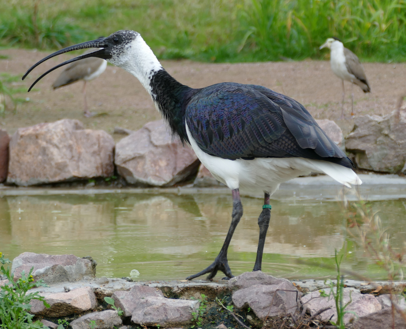 Ibis im Duisburger Zoo 