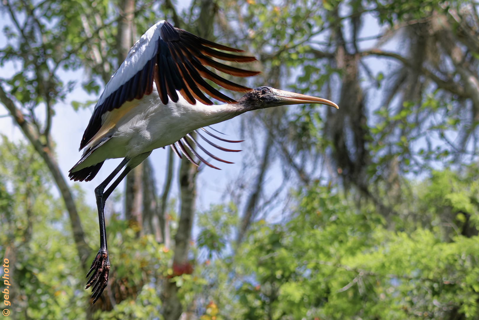 Ibis im Everglades-Nationalpark