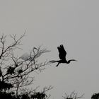 Ibis im Flug Malaysia