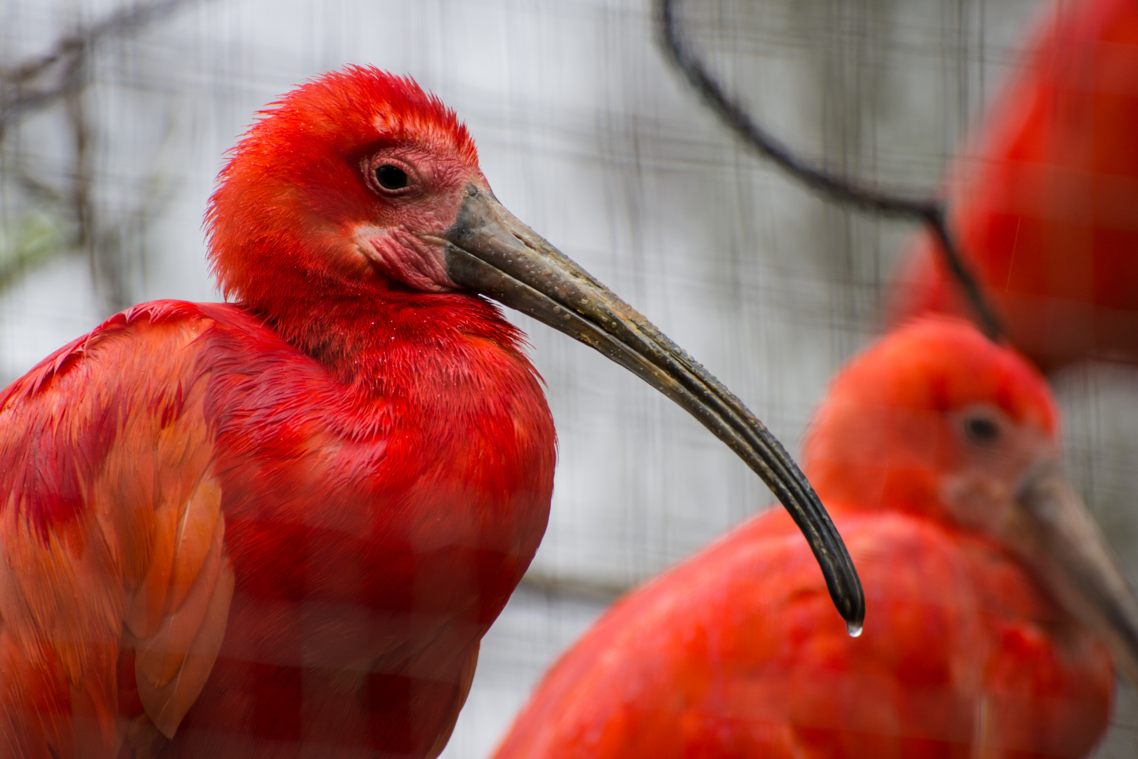 Ibis im Regen