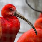 Ibis im Regen