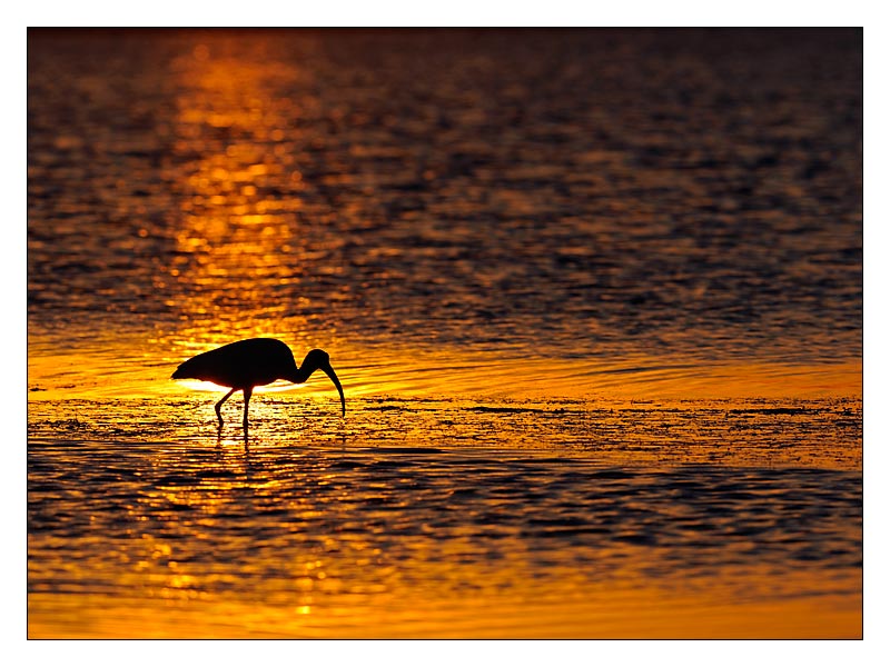 Ibis im Sonnenuntergang