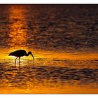 Ibis im Sonnenuntergang