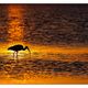 Ibis im Sonnenuntergang