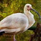 Ibis in der Abteilung Watvögel Vogelpark Bobenheim-Roxheim