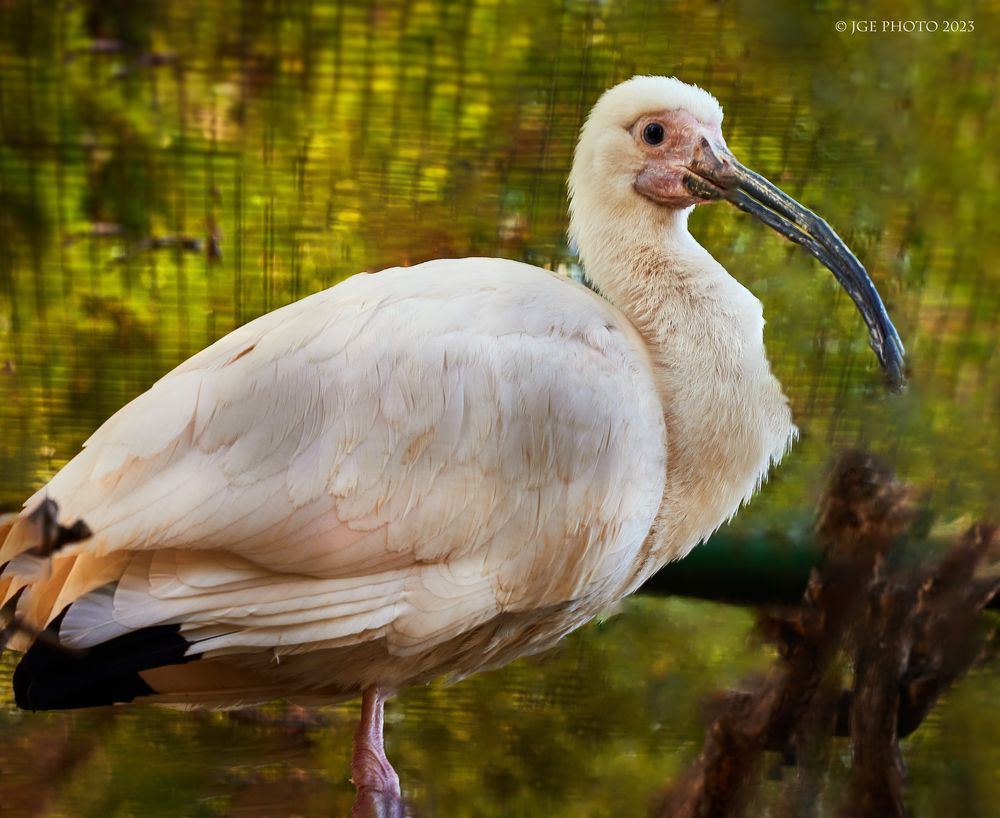 Ibis in der Abteilung Watvögel Vogelpark Bobenheim-Roxheim