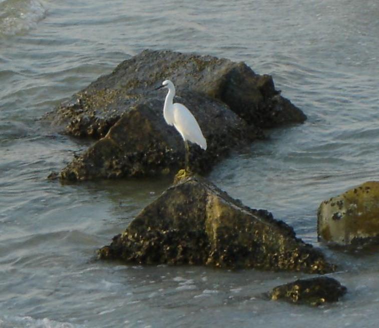 Ibis in the Morning