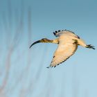 ibis in volo al tramonto