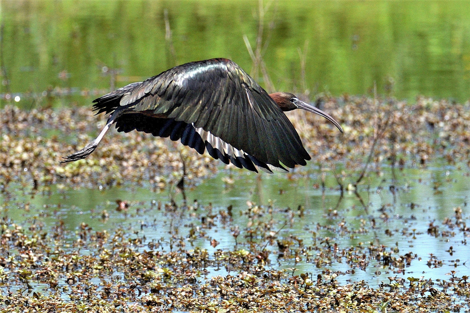 Ibis  Mignattaio