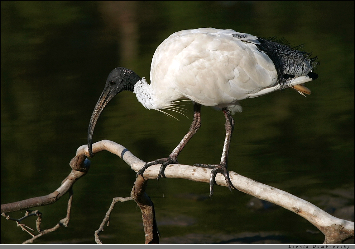 Ibis on driftwood