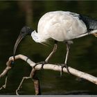 Ibis on driftwood