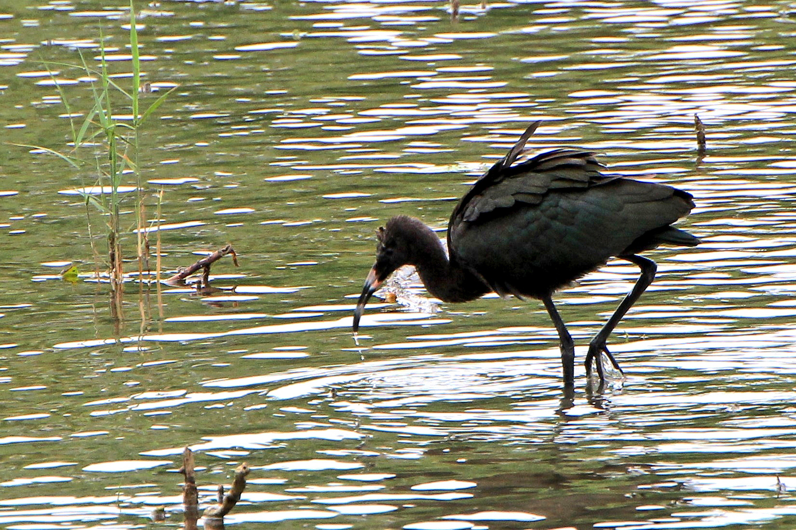 IBIS où pas