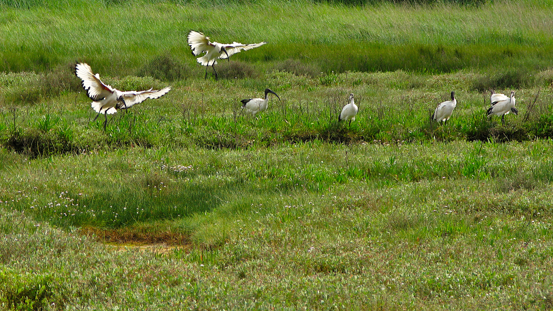 Ibis partout