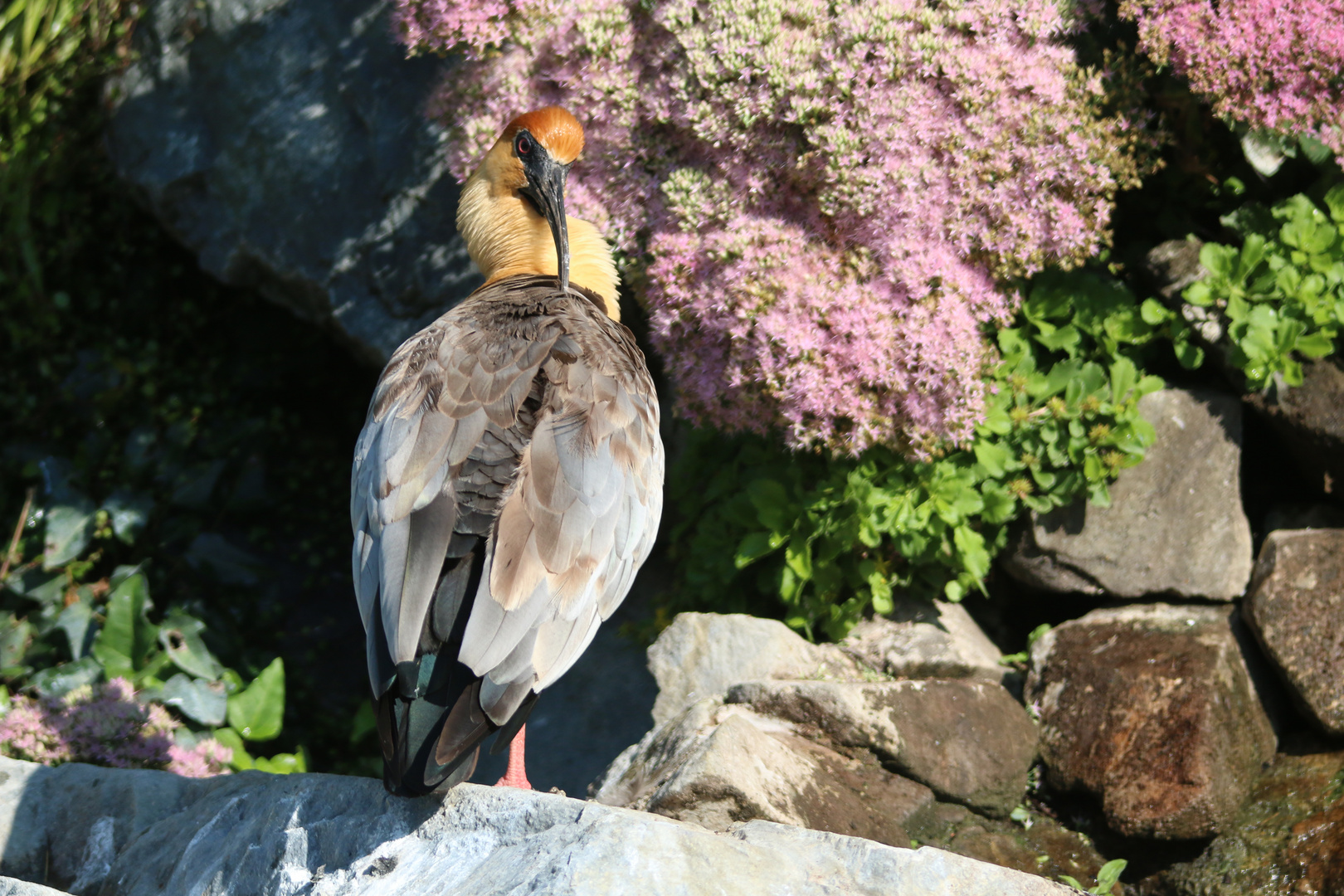 Ibis prend la pose