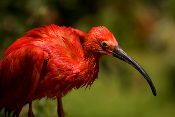 Ibis rouge