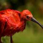 Ibis rouge