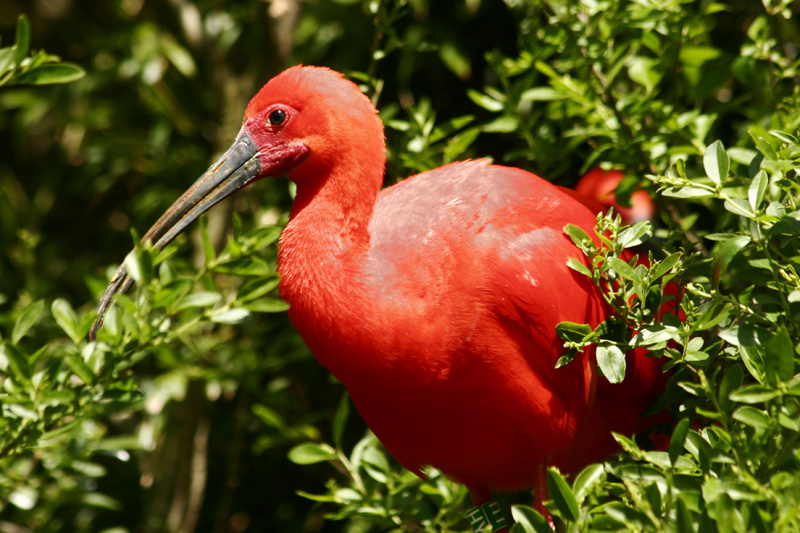 Ibis rouge