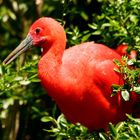 Ibis rouge