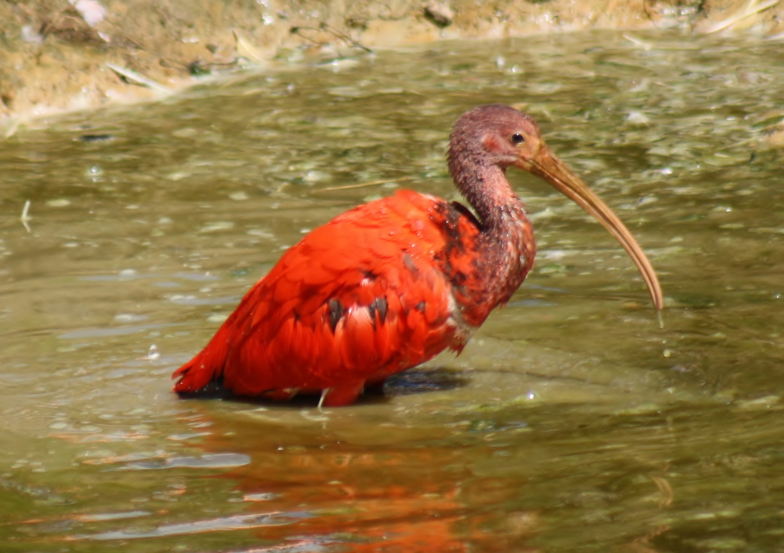 ibis rouge