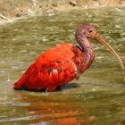 ibis rouge