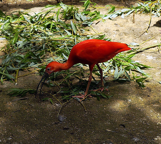 IBIS ROUGE