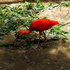 IBIS ROUGE