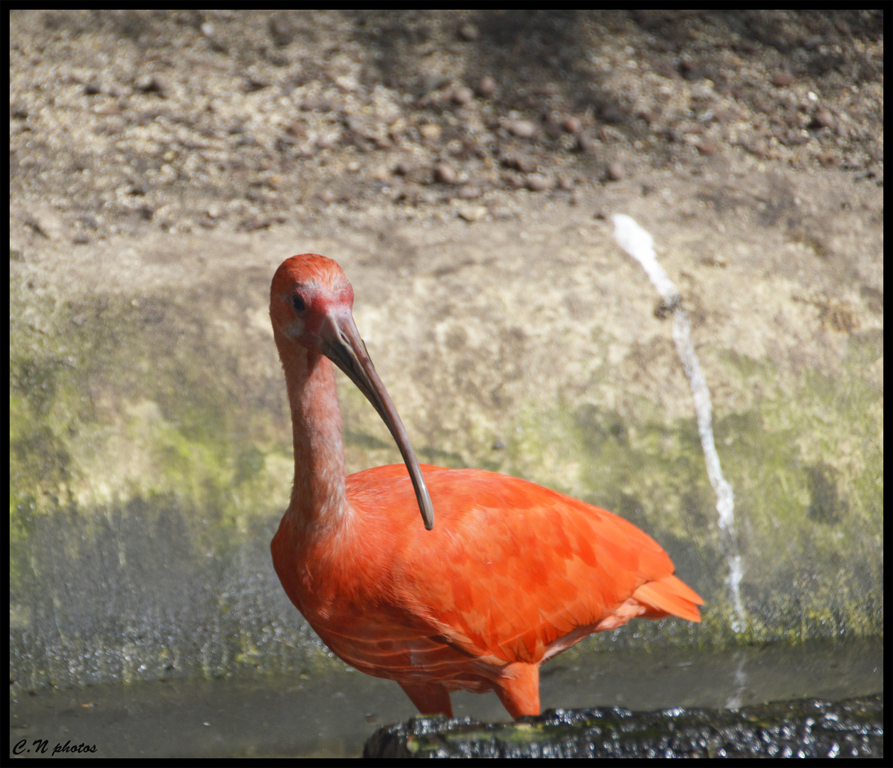 ibis rouge