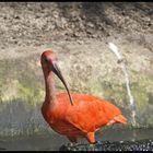 ibis rouge