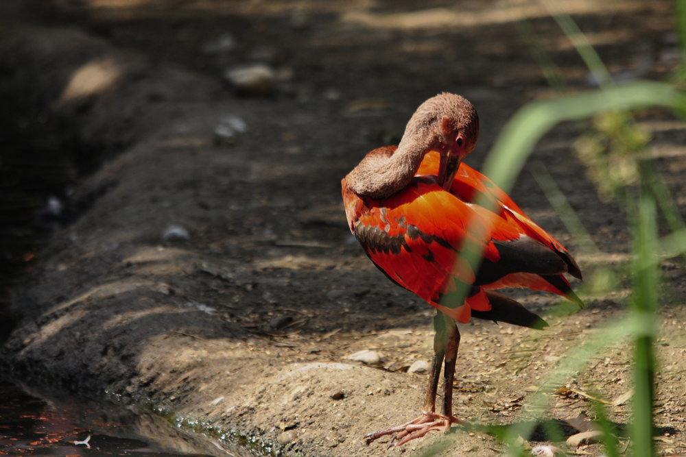 Ibis rouge de Guyane