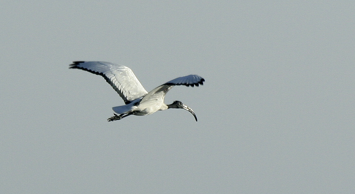 IBIS SA