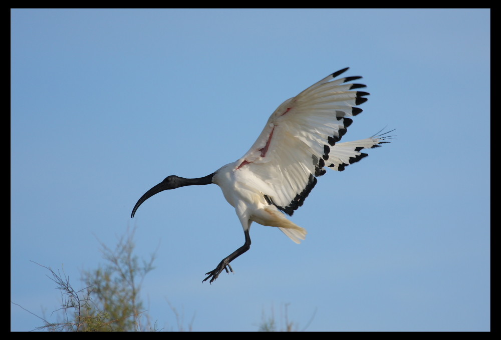 Ibis sacré