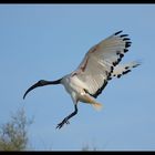 Ibis sacré