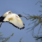 Ibis Sacré