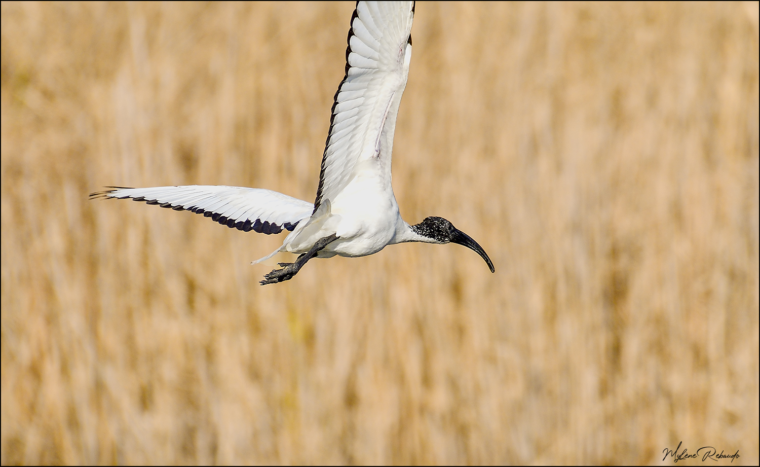 Ibis sacré