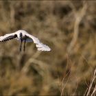 Ibis sacré