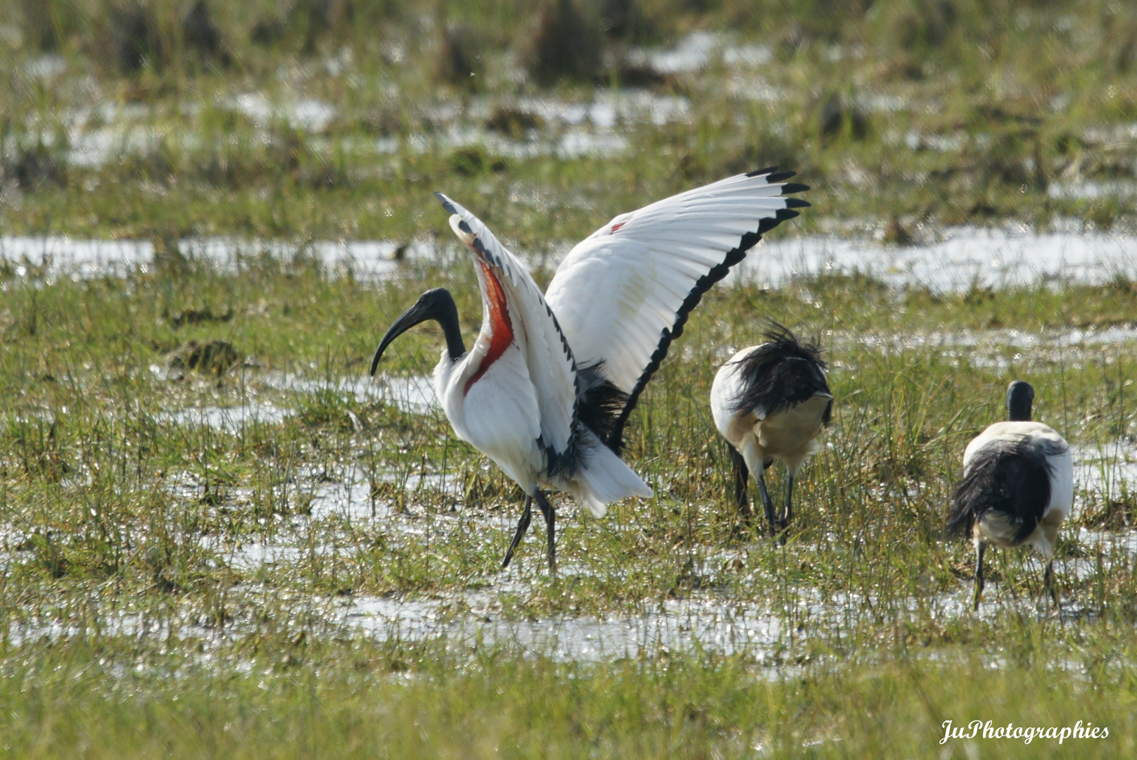 Ibis sacré