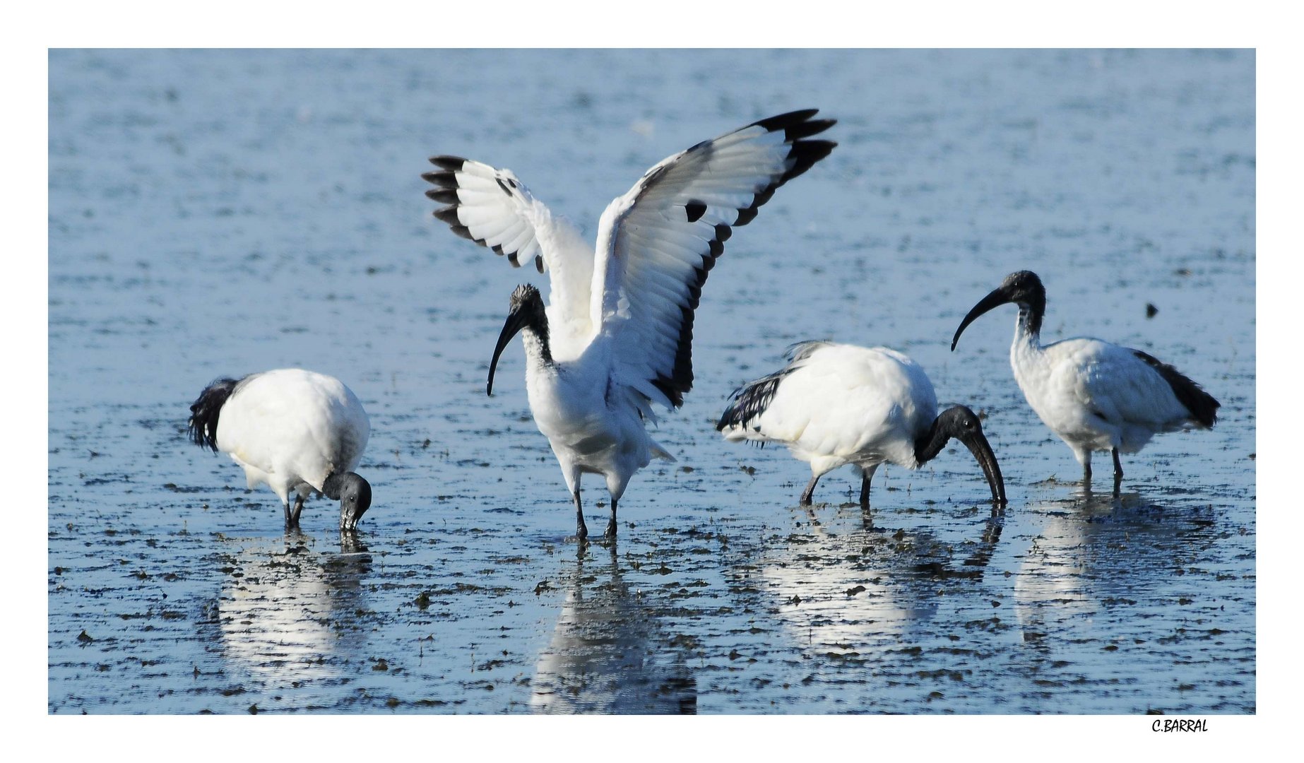 Ibis Sacré