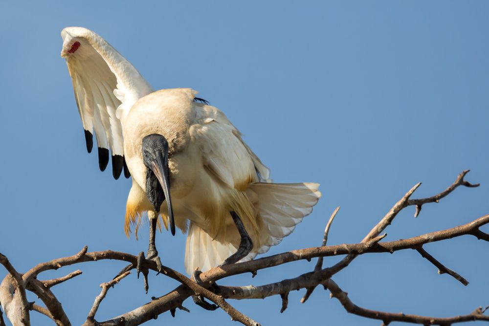 Ibis sacré maladroit