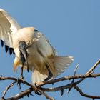 Ibis sacré maladroit