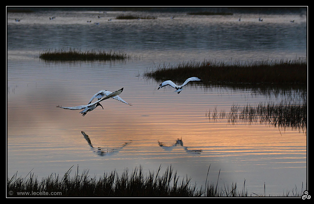 Ibis sacrés à Etel (56)