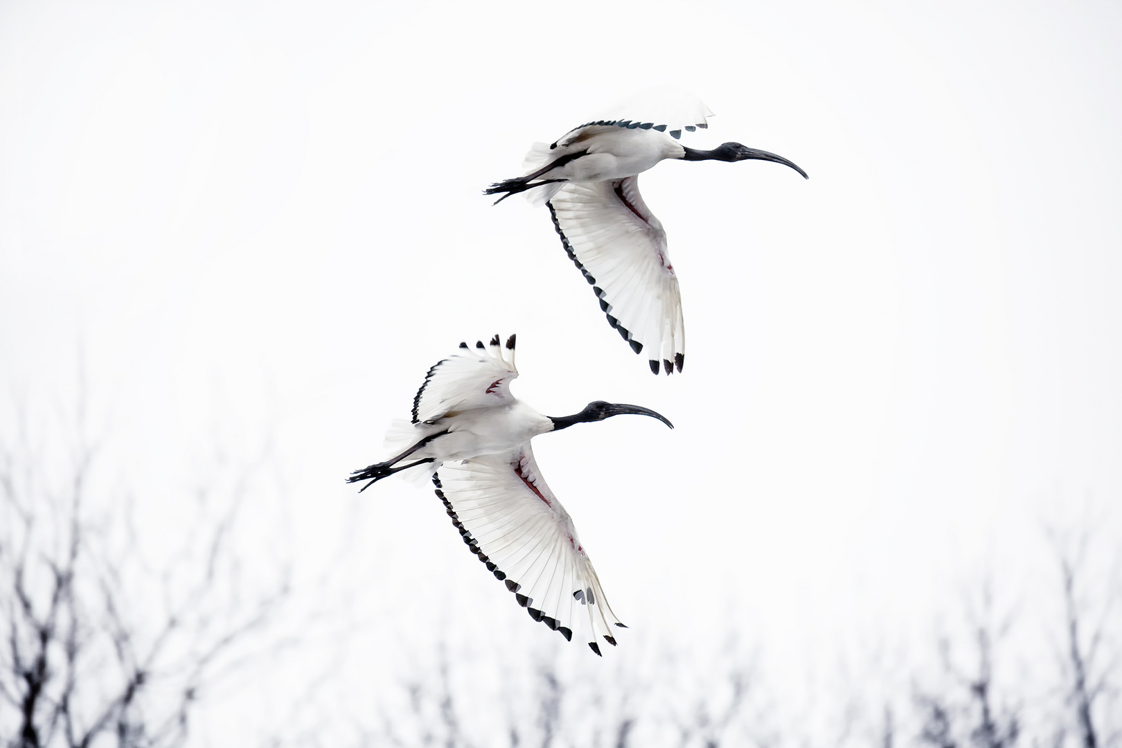 ibis sacri