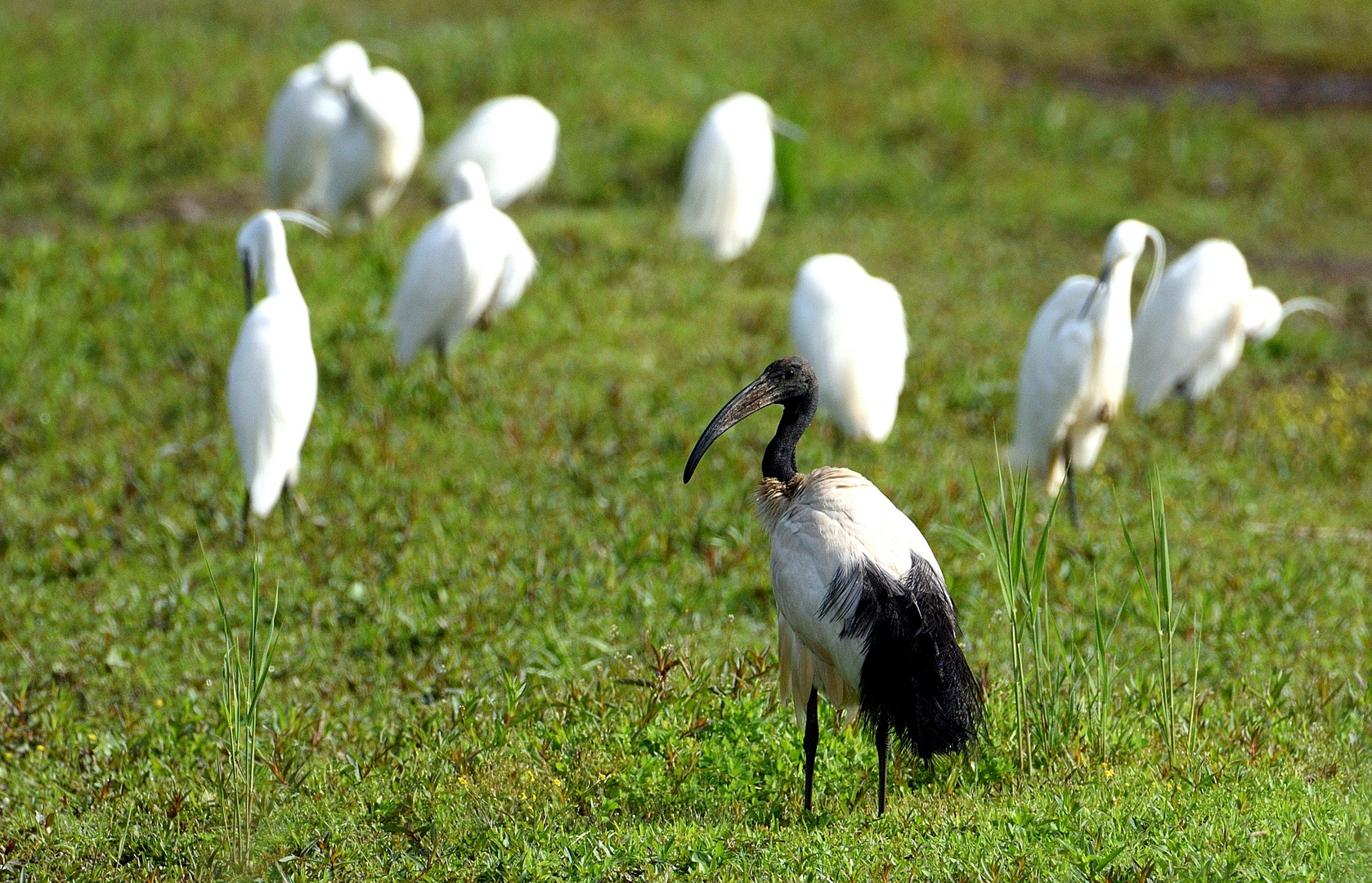 Ibis Sacro