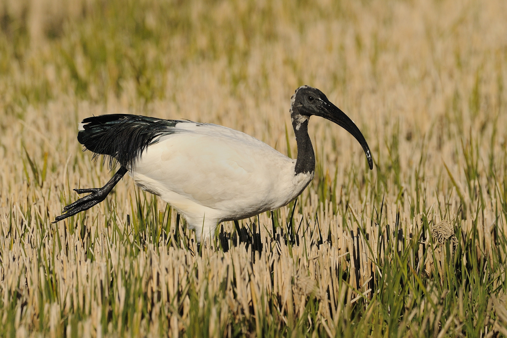 Ibis sacro