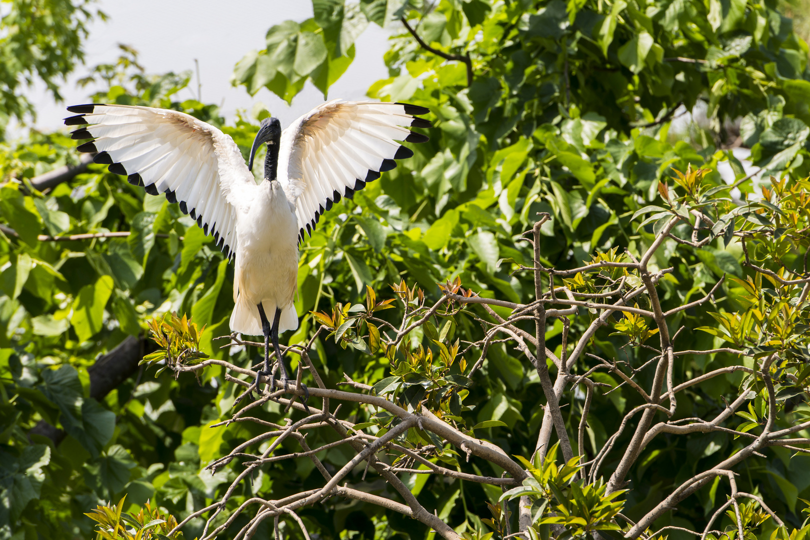 Ibis Sacro