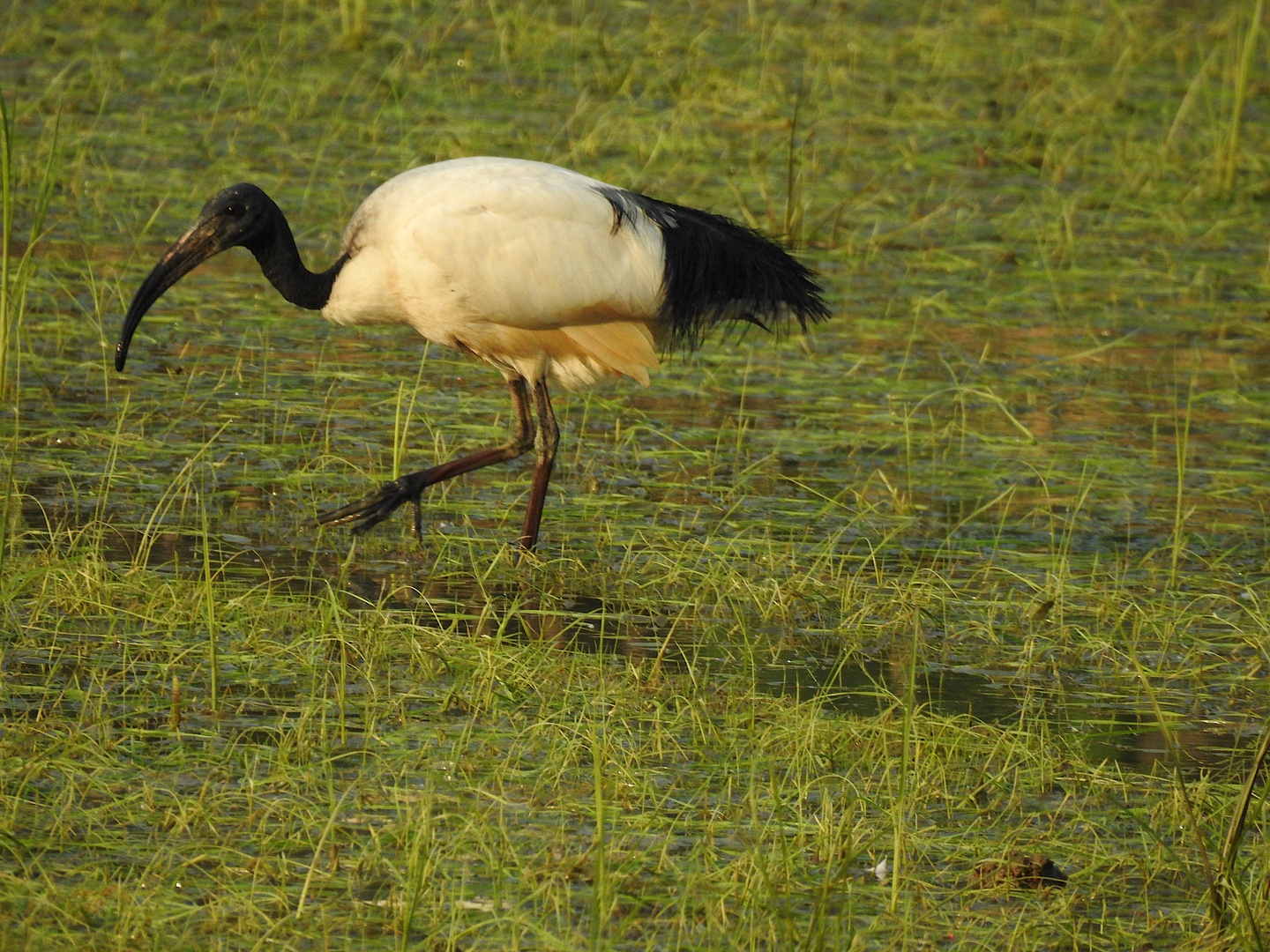 Ibis sacro d'Egitto